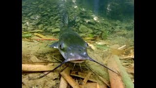 Barbú pejegato barbuda Ameiurus nebulosus Brown bullhead Catfish [upl. by Eniawd321]