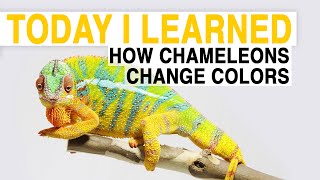 TIL How Chameleons Change Color  Today I Learned [upl. by Attesoj]