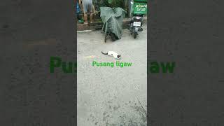 Pusang ligaw ng kalsada napico [upl. by Okir]