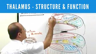 Thalamus  Structure and Function  Neuroanatomy [upl. by Lashar]