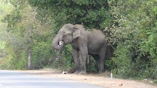 Elephant Eating Plastic elephant plastic wildlife [upl. by Akehsyt785]