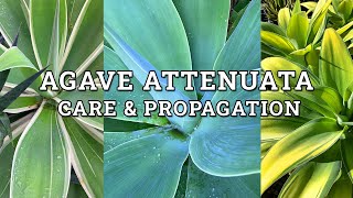 Agave Attenuata Fox Tail Agave Care amp Propagation [upl. by Tamqrah]