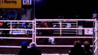 Bronco Busting at Rockhampton Rodeo [upl. by Elhsa]