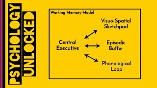 Working Memory  Baddeley amp Hitch 1974  Memory  Cognitive Psychology [upl. by Norse]