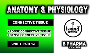 Connective Tissue  Tissue Level Of Organization  Human Anatomy And Physiology  HAP  B Pharma [upl. by Rodnas474]