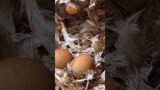 Chicken egg 🥚chickenegg egg subscribe funny comedy layingegg [upl. by Sajet]