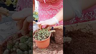 Salvando Cacto das formigas 🌵💚suculentas chácara plantas chacarapequena fypyoutube cactos [upl. by Hseham]