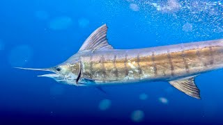 Marlin Fishing at its Best  Bermagui Australia [upl. by Allecnirp12]