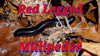 Red Legged Millipedes [upl. by Asilam802]