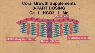 Coral Growth Supplements  No Water Changes Reef Aquarium [upl. by Yerffe]