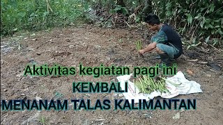 Kembali Menanam Talas Kalimantan 😃 [upl. by Namqul]