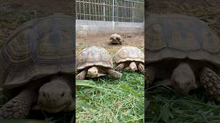 tortoise turtle cute tortoiselover animals turtoise zoo tortoiseaddict turtlelover pets [upl. by Hahsi]