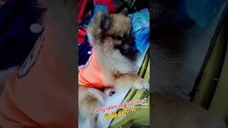 Chill lng 😀😀😀 dogsofinstagram pomeranian furmommy cuteanimal doglover [upl. by Illom]