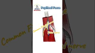 4C Popliteal fossa anatomy illustration drawing art bones study students knee hamstrings [upl. by Odilo501]