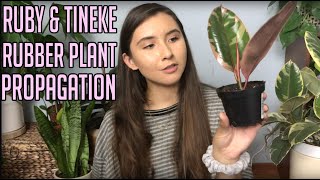 Propagating My Variegated Rubber Plant  Ruby amp Tineke Ficus Elastica Cuttings In Water amp Soil [upl. by Acirre]