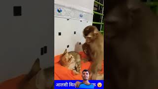 Alasi billi ka natak comedy monckey monkeycomedy [upl. by Starling]