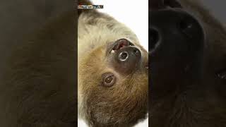 How Do Sloths Survive shorts NatureLens AnimalPlanet NatGeoWild NatureLens [upl. by Ecirum]