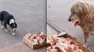 A kind Butcher leaves meat Left overs outside his Shop Every Day for stray Dogs [upl. by Etnor]