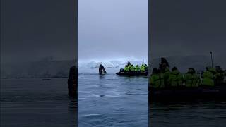 🐋 Whales Spyhopping Right Next to Our Zodiacs in Antarctica 😲 [upl. by Rattan]