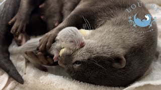 A Baby Otter Boy is Born [upl. by Okubo]