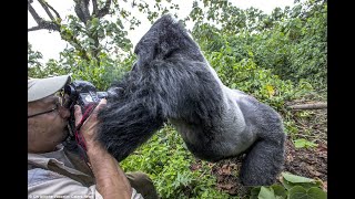 GORILLA ATTACKS MAN [upl. by Sheya793]