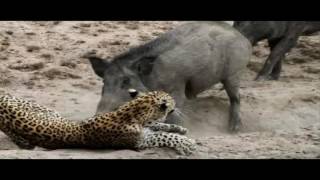 Peleas de Animales Salvajes a Muerte HD [upl. by Armat486]