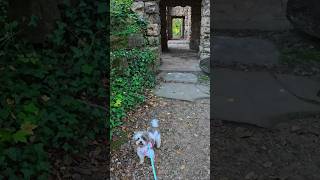 🐕Dog Goes Into A Castle 🏰 [upl. by Kenimod]