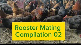 Witness the Rooster Mating Like Never Before 02 agrofarm [upl. by Pizor]