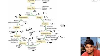 Krebs Cycle TCA cycle Cellular respirationBSc Zoology bscnotes biology education [upl. by Omle592]