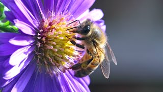 100 seconds of Insects on Aster flowers  UHD 4K [upl. by Mya978]