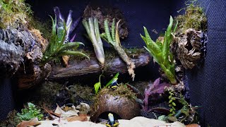 Simulating a Dart Frog Ecosystem  Dendrobates tinctorius Tumucumaque Vivarium Build [upl. by Ahgiela656]