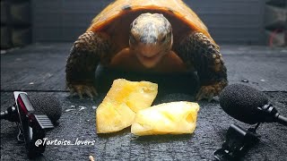 Tortoise eating pineapple fruit 🍍🍍🍍 [upl. by Madriene]