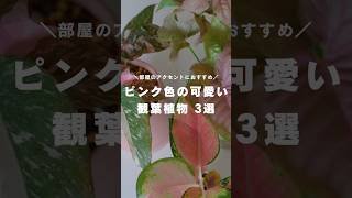 【可愛すぎる】ピンク色の観葉植物おすすめ3選 観葉植物 観葉植物インテリア 観葉植物のある暮らし 観葉植物初心者 [upl. by Volnay]