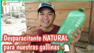 Desparacitante Natural para las gallinas 🐔✅️ [upl. by Ilek]