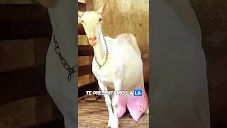 quot¡No creerás cuánta leche da esta cabra 🐐🥛quot [upl. by Leacock]