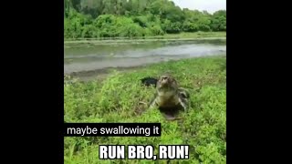 MAN VS CROC RUN DANIEL FISHERMANS FISH TAKEN BY CROCODILE IN AUSTRALIA [upl. by Bernadene762]