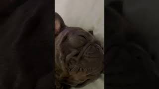 Snoring before he’s even asleep 🤣🤣 dog frenchie frenchbulldog comedy funny entertainment [upl. by Amary352]