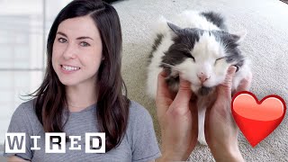 Researcher Explains Why Cats May Like Their Owners as Much as Dogs  WIRED [upl. by Araccat]