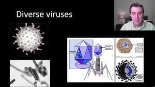 Virus structure and reproduction [upl. by Nazus328]