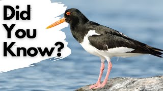 Things you should know about OYSTERCATCHERS [upl. by Gilus]