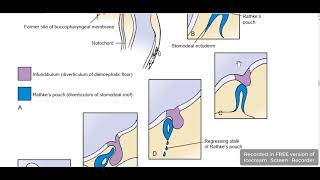 Pituitary gland development 1 [upl. by Anuahsat850]