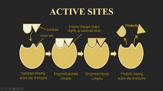 Enzymology  Active Site Malayalam [upl. by Ellegna]