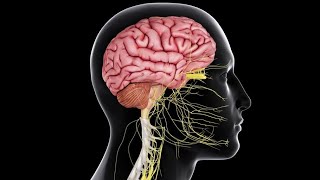 Physiology  CNS  Sensory  lecture 7  Pain Control Systems amp headache DrNagi  Arabic [upl. by Cirillo]