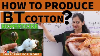 PRODUCTION OF BT COTTON MECHANISMBIOTECHNOLOGYNEET2025Recombinant DNA technology CUETKVS HTET [upl. by Munford]