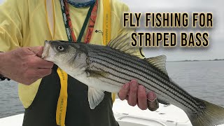 Fly Fishing Striped Bass Barnegat Bay With Fish Head Charters [upl. by Lennahc]