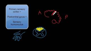 Dorsal Column Testing Multimodal Sensation Testing [upl. by Fifine]