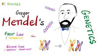 1st amp 2nd Mendelian Laws  Genetics 🧬 [upl. by Albertine]