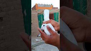 attitude feedtyoutubeshorts trending kabutarviralvideo kabootar kannada pigeon [upl. by Aratal]