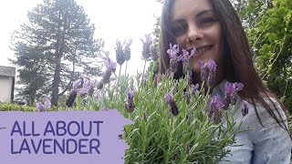 How to Take Care After LAVENDER  BEGINNER Tips for Growing Lavender  Benefits of growing Lavender [upl. by Clarice]