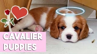 MEETING CAVALIER KING CHARLES PUPPIES Milton is an auntie [upl. by Ardelle]